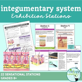 Preview of Integumentary System Exhibition Stations