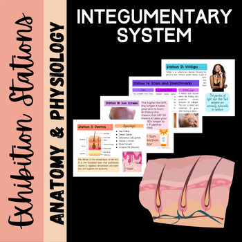 Preview of Integumentary System: Exhibition Stations