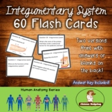 Skin, Hair, Nails: Integumentary System Flash Cards
