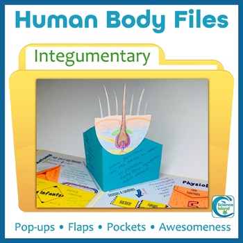 Preview of Integumentary System Activity - Human Body Files for Anatomy and Physiology
