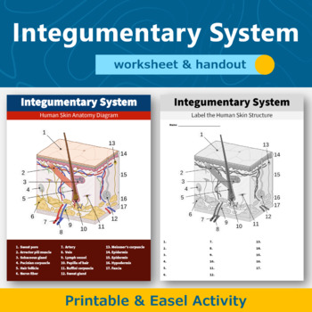 Preview of Integumentary System Human Skin Structure Diagram Worksheet and Handout