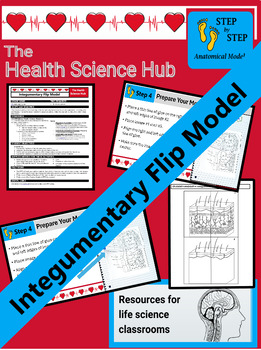 Preview of Integumentary System Interactive Notebook Flip Model