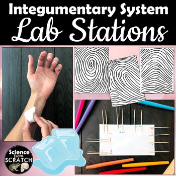 Preview of Integumentary System (Skin) Lab Stations