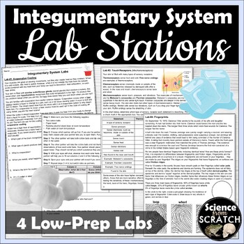 Preview of Integumentary System (Skin) Lab Activity Bundle or Stations | Anatomy