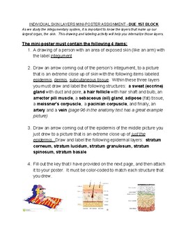 Preview of Integumentary System (Layers of the Skin) Poster Project.