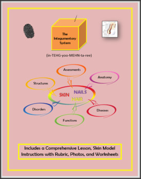 Preview of Integumentary System (Lessons, Model Instructions, Rubric, Worksheets): Pre-med