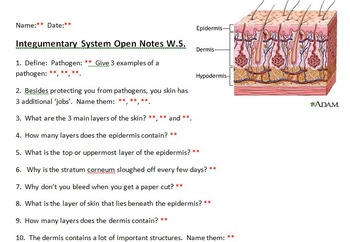 Integumentary System Open Notes Worksheet with KEY by Biology Boutique