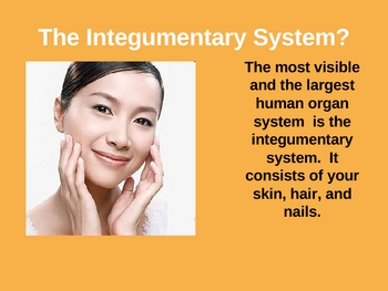 Preview of Integumentary System Power Point Presentation- Skin, Hair and Nails