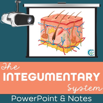 Preview of Integumentary System PowerPoint Lesson and Notes - Skin Power Point