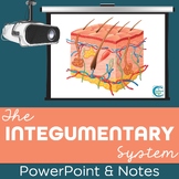Integumentary System PowerPoint Lesson and Notes - Skin Po