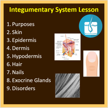 Preview of Integumentary System - PowerPoint Lesson and Student Notes