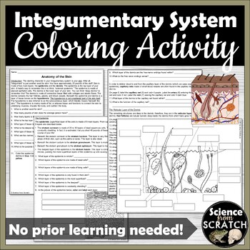 Preview of Integumentary System (Skin) Coloring and Activity Packet