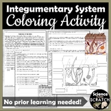 Integumentary System (Skin) Coloring and Activity Packet