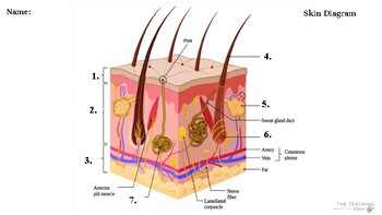 Preview of Integumentary System- Skin Diagram