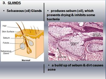 Integumentary System | Structures of the Skin PowerPoint Presentation