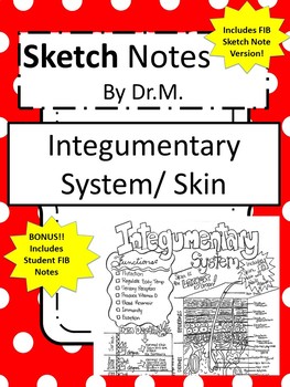 Preview of Integumentary System/Skin Sketch Doodle Notes, Student Notes, incl FIB Version!
