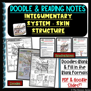 Preview of Integumentary System Skin Structure Doodle and Reading Notes – Science Doodles