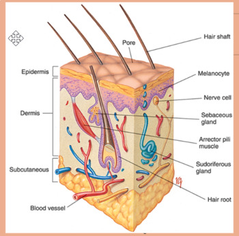 Preview of Integumentary System Slides presentation, student study guide, and test