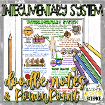 Preview of Integumentary System Doodle Notes & Quiz + PowerPoint