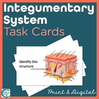 Preview of Integumentary System Task Cards - Anatomy and Physiology Activity