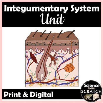 Preview of Integumentary System Unit for Anatomy