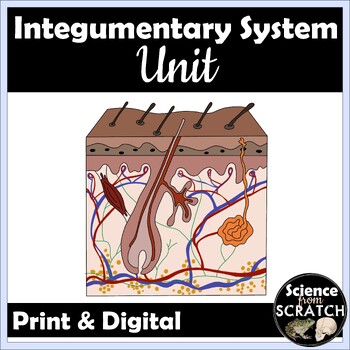 Preview of Integumentary System Unit for Anatomy | Doodle Notes, PPT Slides, & Activities