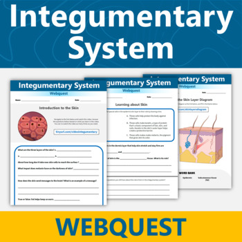 Preview of Integumentary System Webquest | Skin Hair Nails Human Body Systems Activity