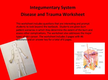 Preview of Integumentary System Worksheet -  Anatomy of Cancer and Burns