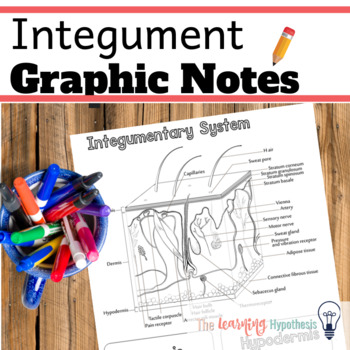 Preview of Integumentary System Worksheets.  Graphic Notes.  Digital & Print.