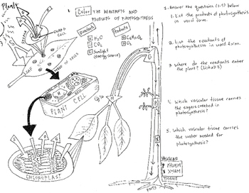 Preview of Interactions of systems within Plants  coloring sheet