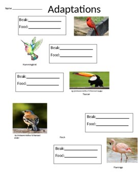 Preview of Interactive Adaptation Worksheet