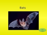 Interactive Bat Facts PowerPoint