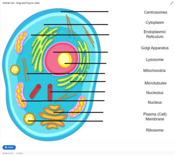 Interactive Cell Resources by AM Interactive Design | TPT