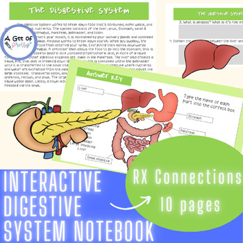 Preview of Interactive Digestive System notebook (anatomy & physiology of human body)