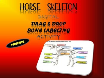 Preview of Interactive Digital Horse Skeleton Labeling Anatomy