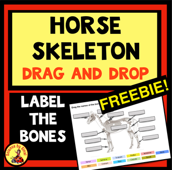 Preview of FREE Interactive Digital Horse Skeleton Labeling  Anatomy Activity MS-LS1, 4-LS1