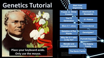 Preview of Interactive Genetics Tutorial: Mendelian Inheritance (Punnett squares)