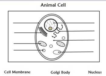 simple animal cell without labels