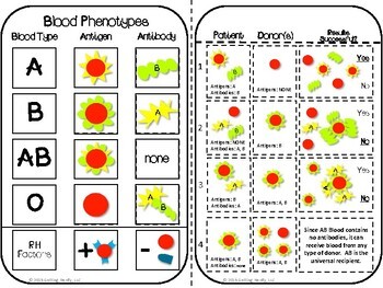 Blood Typing Interactive Notebook Notes and Activity | TpT