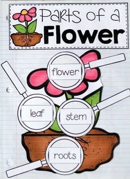 Interactive Notebook Pages For Your Plant Unit by All Students Can Shine