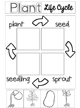 Interactive Notebook and Science Activities {Plants and Flowers} {CCSS}