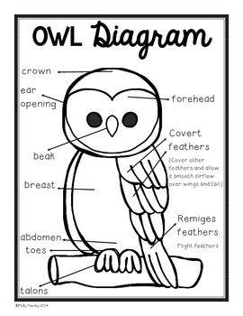 Interactive Owl Packet- an animal and biome study by Holly Hawley