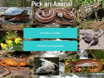 Preview of Identifying Reptiles and Amphibians Dichotomous Key