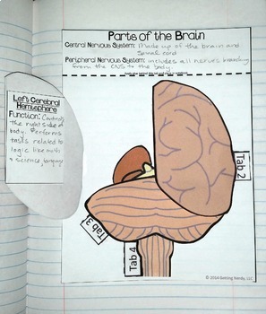 Science Interactive Notebook - Human Body Systems | TPT