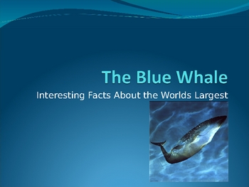 Preview of Interesting Facts About the Blue Whale
