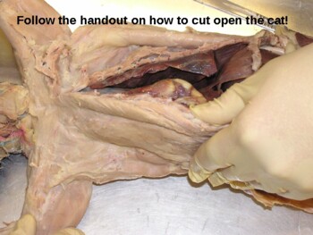 Preview of Internal Anatomy of the Cat