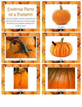 Preview of Internal & External Parts of a Pumpkin - Fall/Botany Lesson(s)