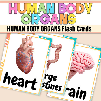 Preview of Internal Organs Flash Cards of Human Body