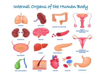 Preview of Internal Organs and systems of the human body