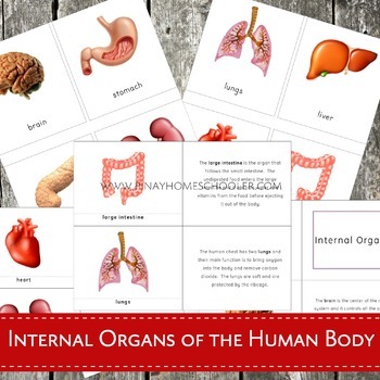 Preview of Internal Organs of the Human Body Montessori 3 Part Cards